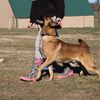 jaquedogs