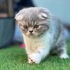 gomenthegrumpycat