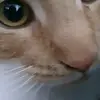 aminodinorino