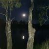 aussiestine