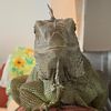 drogodaiggy