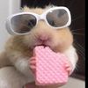 cool_hamster784