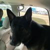 flyingdog3907