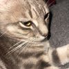 sr_gato01
