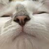 ambmarshmallow