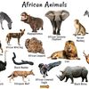 Animals