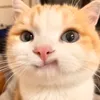 uyenxinhgaii