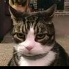 demeow1