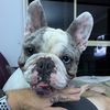 frenchie_leggo