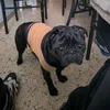 dolfo_vlc