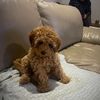 poseythecavoodle7
