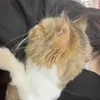 babi_1701_