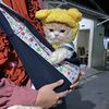 MIMI KUCING 😻