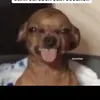 pops_obezynu