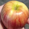 pierniczanka