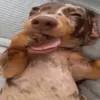 clarykiwi