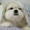 thaisps2