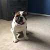 knutethechunky