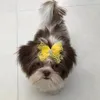 layla_lhasa