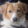 sweetozziedog