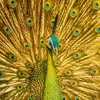 🌟David Memes🦚