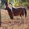 cleidegoncalves44