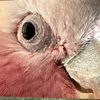 pidgeysmom