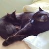 silvertongue_and_witch