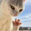 pewpewcat0