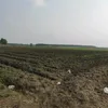 levanngot