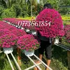 Hoa Kiểng Mỹ Thành 0773661854