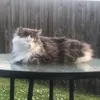 psueef