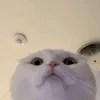 cjayy394
