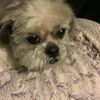 pepperdog9