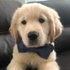 Charming Charlie the Golden