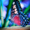 beauty_butterfly3