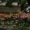 daisyflopy