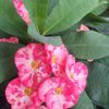 eljardindegrace_18