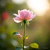 noor138994