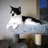 tikkialbert