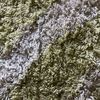 furiousrabbit