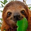 savage_sloth_