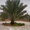 mansor_318