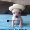 gadiiii
