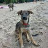puppy_mija