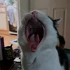 brainofbouncing