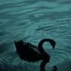 a_xol_