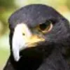 blackshadoweagle