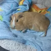 mylittlelove1.0