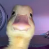 o_llivvizz